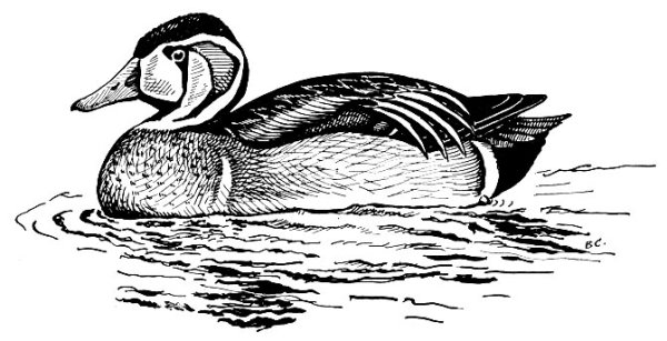 Утка речнаярасскраска