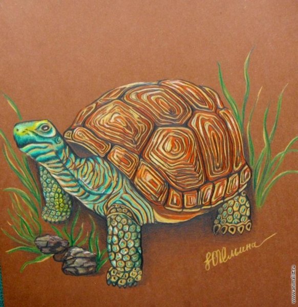 Черепашка цветными карандашами