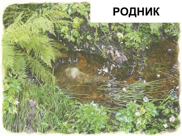Родник из болота