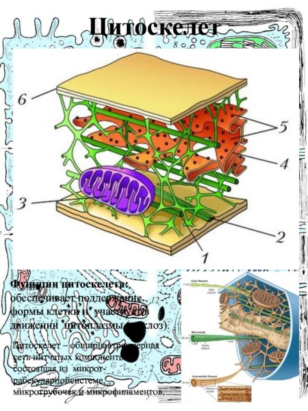 Строение цитоскелета в эукариотической клетке