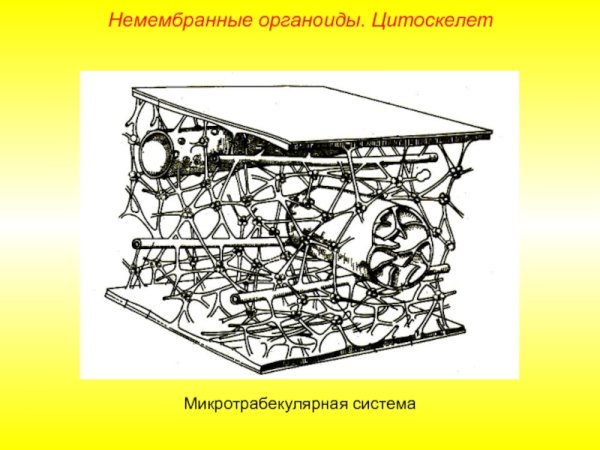 Цитоскелет это двумембранный органоид