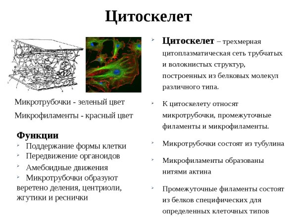 Строение цитоскелета в эукариотической клетке