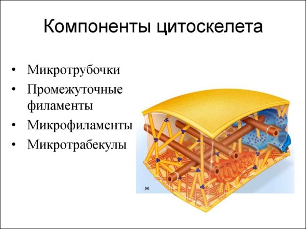 Цитоскелет микрофиламенты