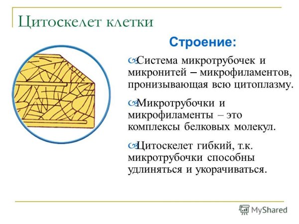 Строение и функции цитоскелета