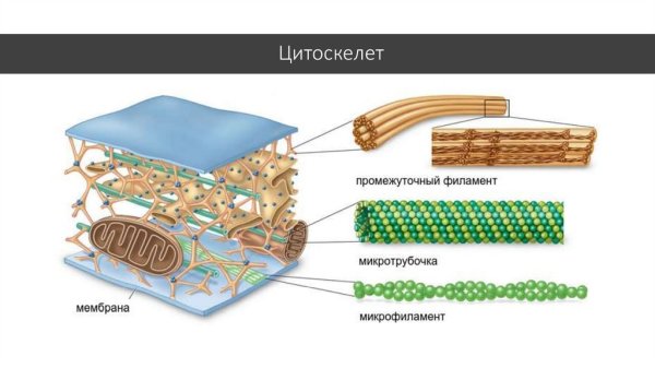 Гиалоплазма и цитоскелет