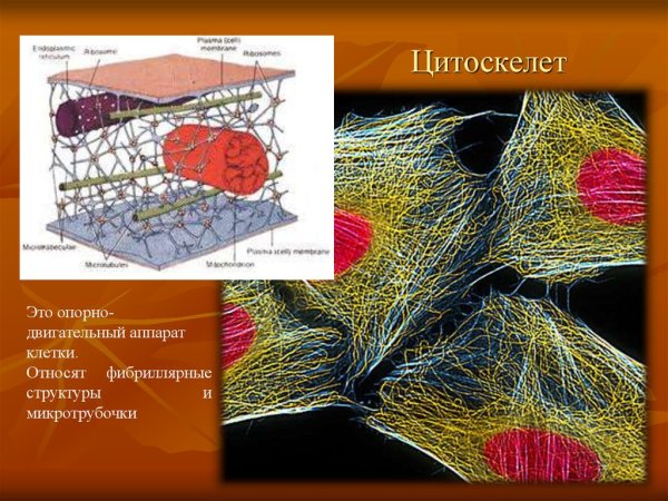 Цитоскелет клетки растений