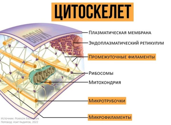 Микротрубочки цитоскелета строение