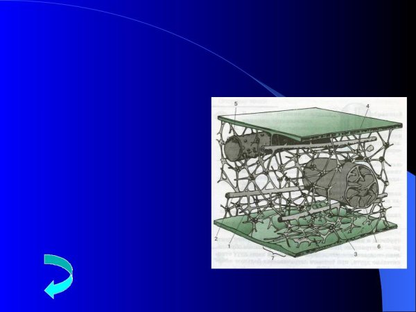 Строение цитоскелета в эукариотической клетке