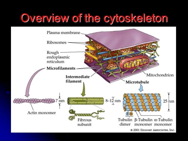 Трабекулярная сеть клетки