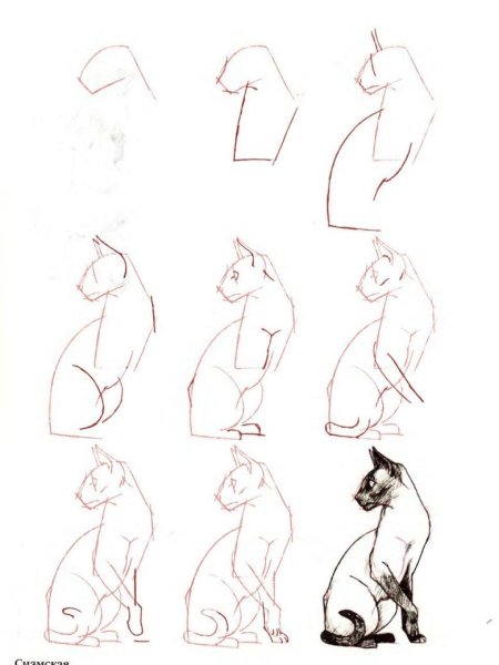 Этапы рисования кошки