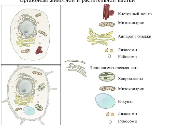 Строение клетки и функции 6 класс биология