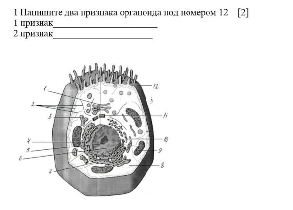 Строение эукариотической клетки животного