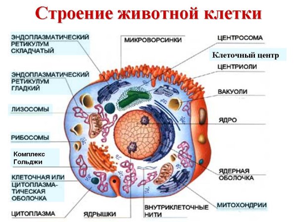 Органоиды клетки рисунки