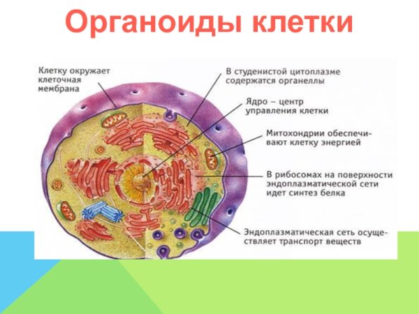 Схема строения животной клетки