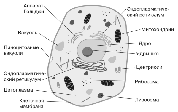 Строение живой клетки и её органоиды