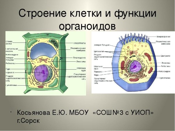 Клетка животная название органелл и функции