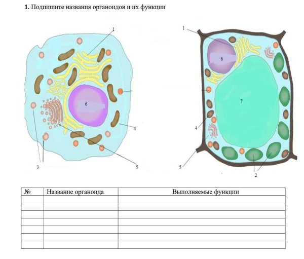Мембранные органоиды эукариотической клетки