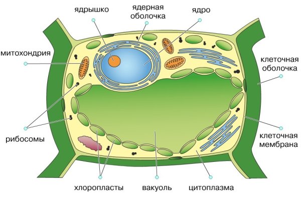 Органоиды клетки задания с рисунками