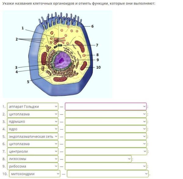 Строение клетки, клеточные органеллы