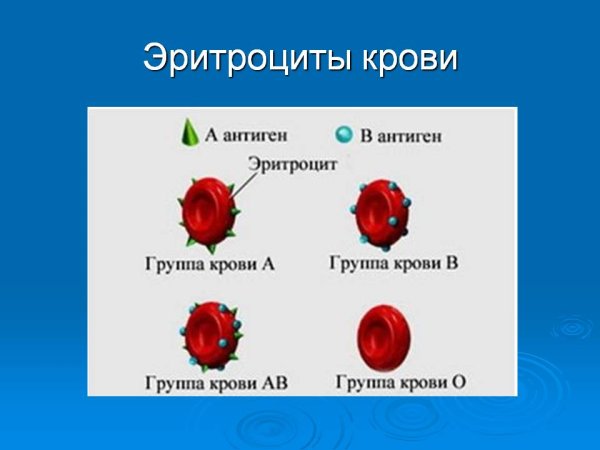 Группы крови эритроциты