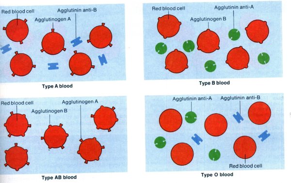 Группа крови