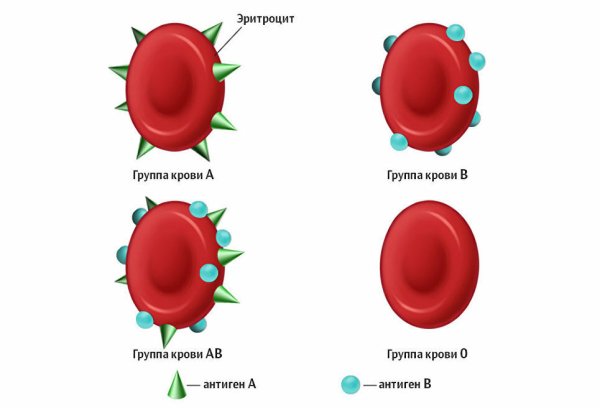 Антигены первой группы крови человека