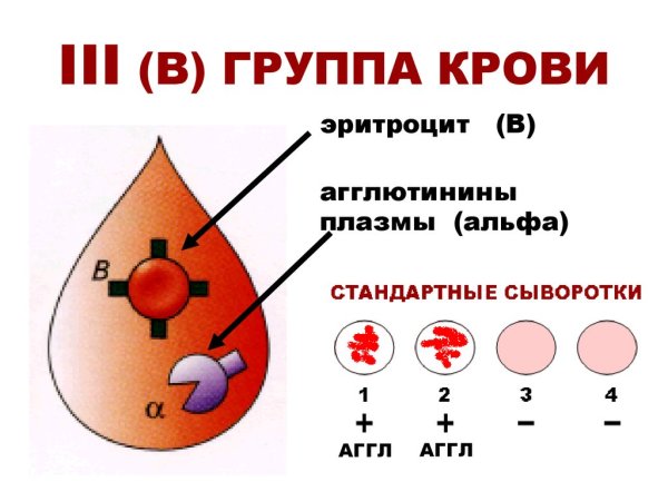 1 И третья группа крови