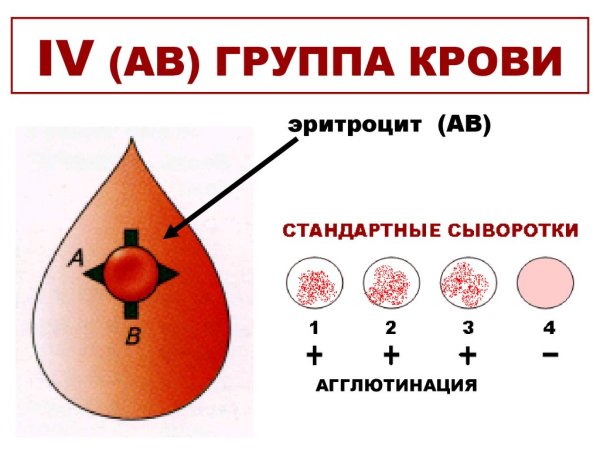 Агглютинация эритроцитов группа крови