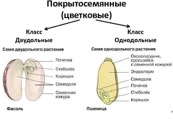 Строение семени однодольных и двудольных