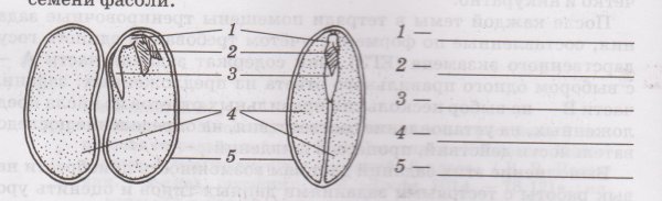 Строение однодольного семени фасоли