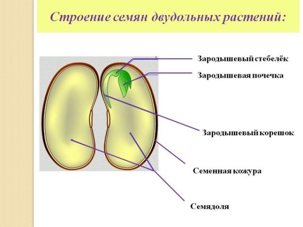 Строение зародыша двудольных растений