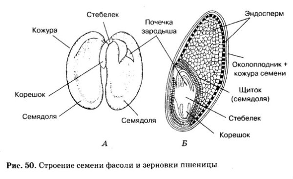 Строение зародыша покрытосеменных растений