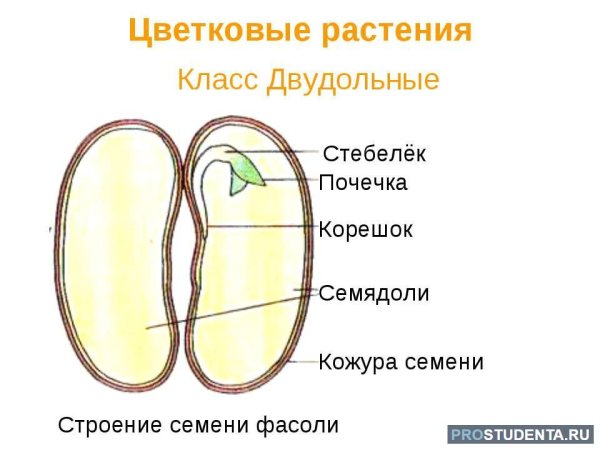 Структура семени двудольного растения рисунок