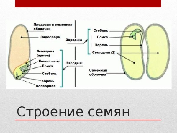 Строение зерновки и семени фасоли