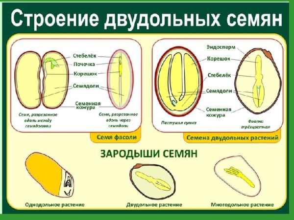 Строение семени однодольных и двудольных растений 6 класс биология