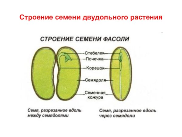 Части зародыша семени фасоли