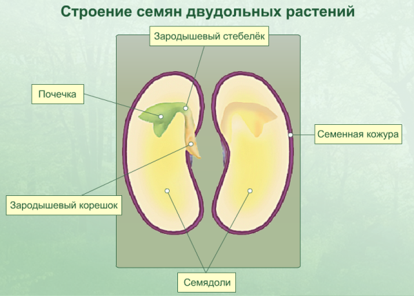 Строение зародыша двудольных растений