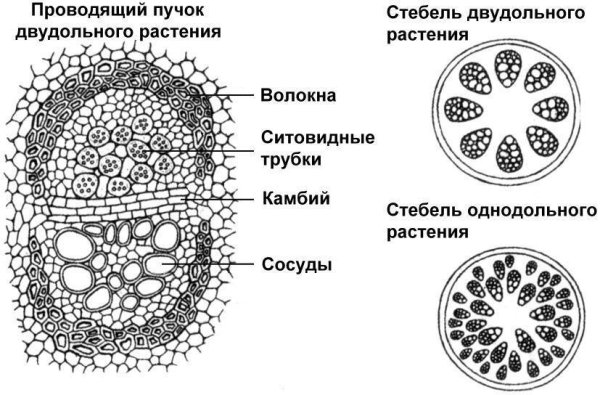 Схема строения семени однодольного растения
