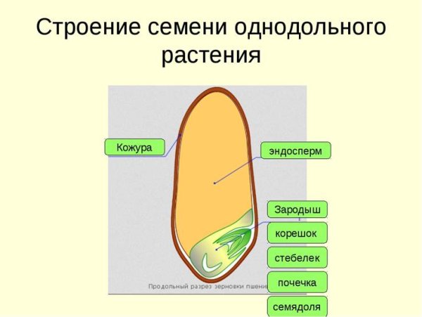 Основные семейства однодольных и двудольных растений