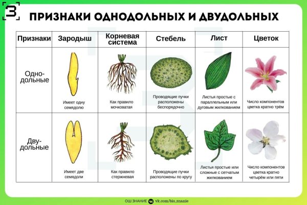 Строение семени двудольного растения фасоли