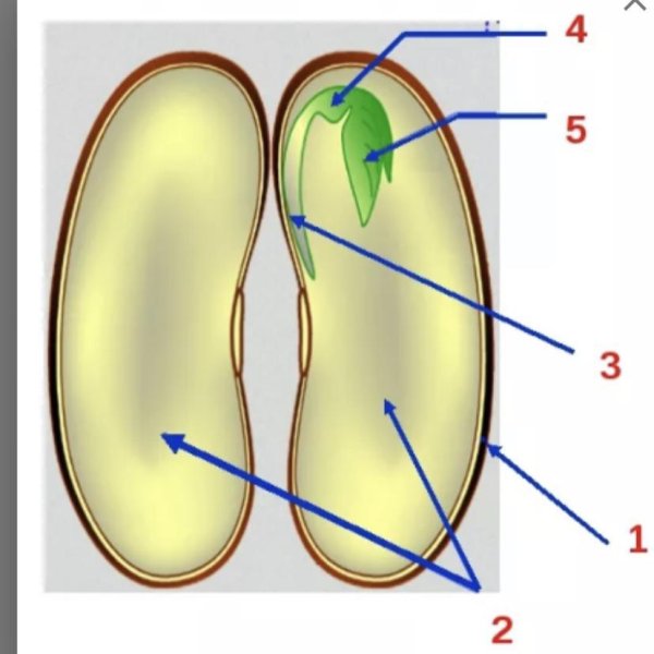 Анатомическое строение стебля кирказона
