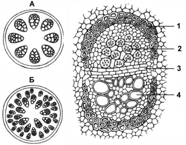 Семя томата строение ЕГЭ