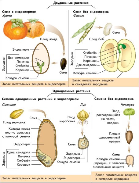 Двудольные семена растения фасоль