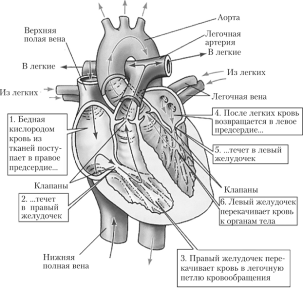 Строение сердца человека схема с описанием