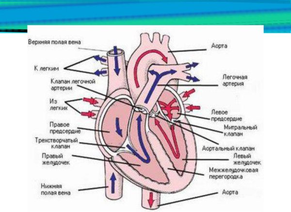 Строение сердца человека рисунок