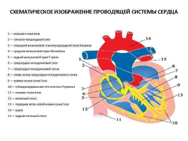 Схематическое изображение сердца