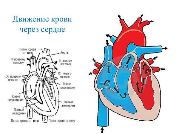 Строение сердца и ток крови