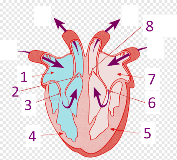 Строение сердца схема