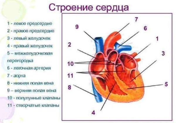 Схема структуры строения сердца
