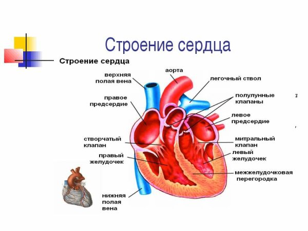 Строение сердца схема с подписями